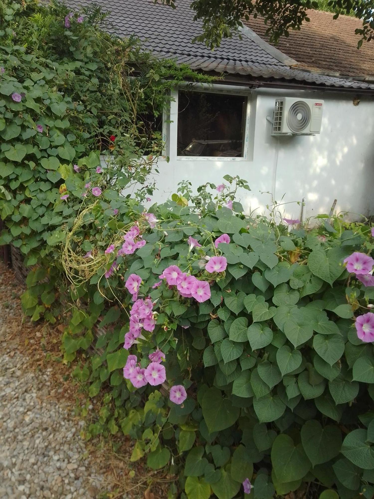 Casa Mocanu Giurgiu Exterior foto